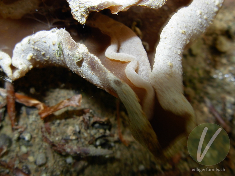 Buchenwald-Becherling: 