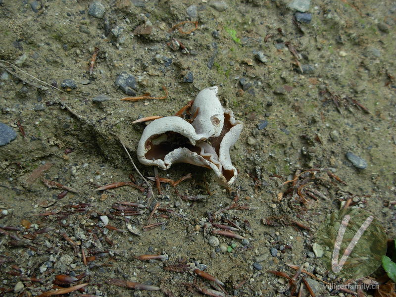 Buchenwald-Becherling: 