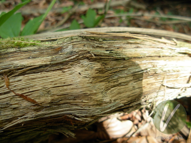 Gemeine Waldrebe: Stengel