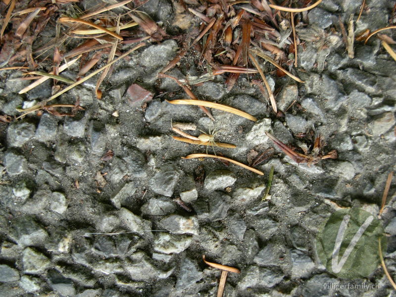 Veränderliche Krabbenspinne: 