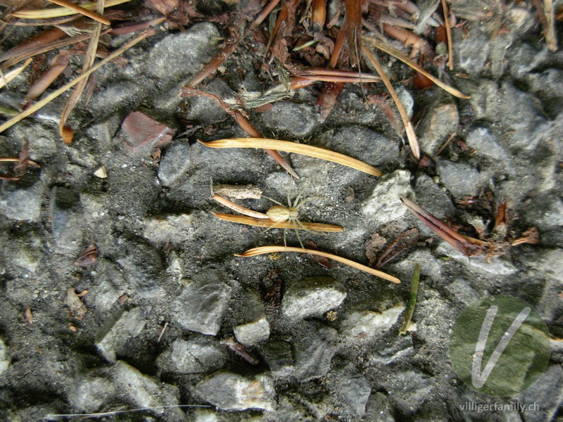 Veränderliche Krabbenspinne: 
