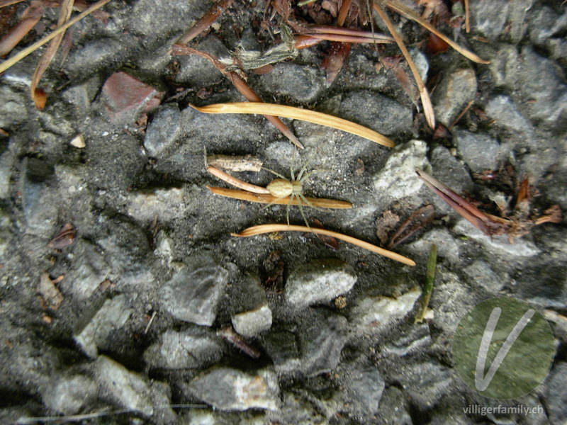 Veränderliche Krabbenspinne: 