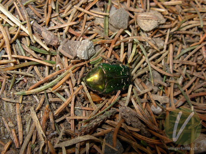 Gold-Rosenkäfer: 