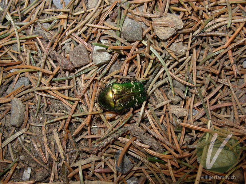 Gold-Rosenkäfer: 
