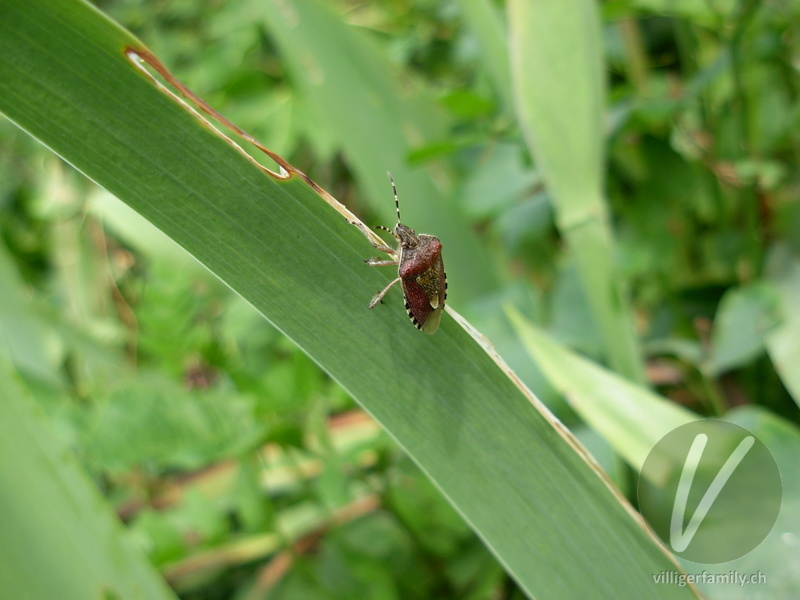 Beerenwanze: 