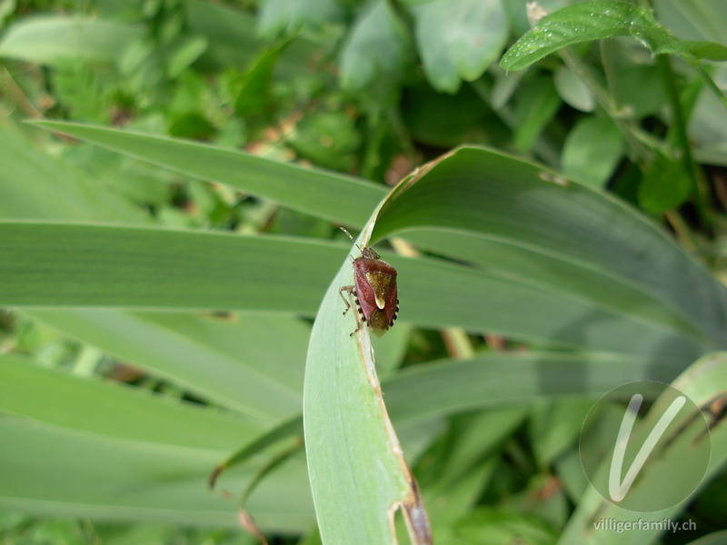 Beerenwanze: 
