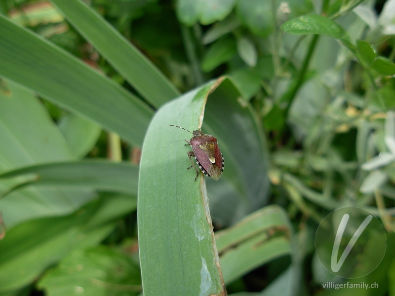 Beerenwanze: 