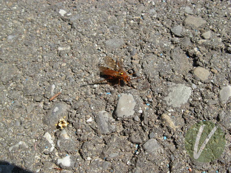 Blattwespe (Thenthredopsis nassata): 