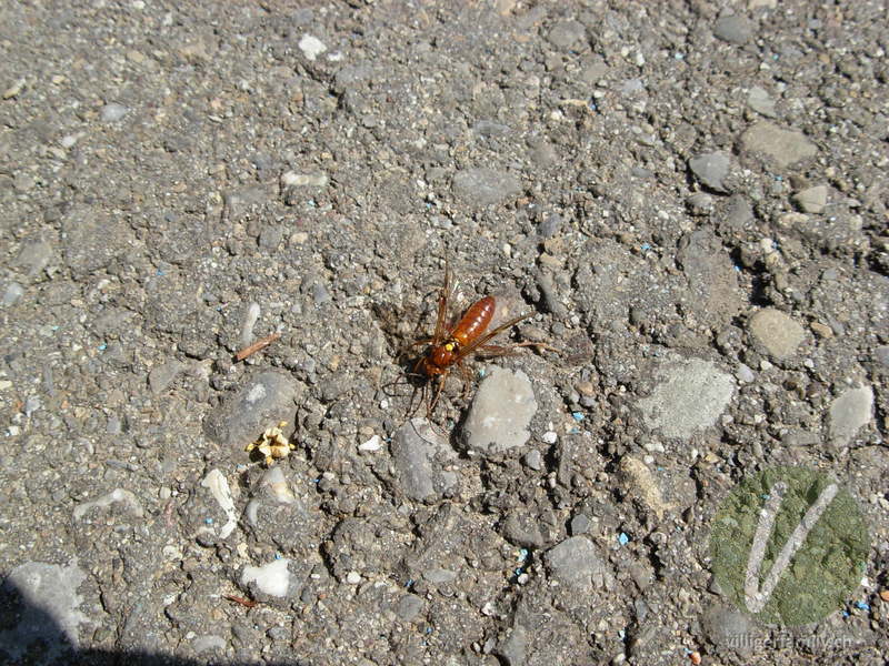 Blattwespe (Thenthredopsis nassata): 
