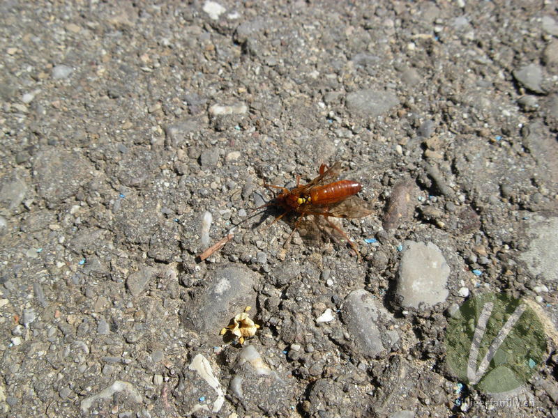 Blattwespe (Thenthredopsis nassata): 