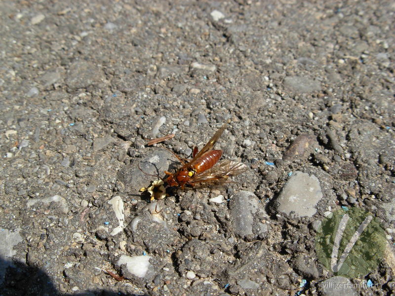 Blattwespe (Thenthredopsis nassata): 