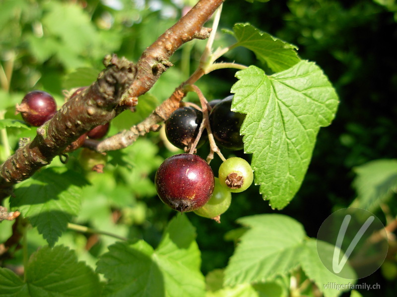 Schwarze Johannisbeere: Früchte