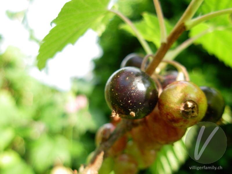 Schwarze Johannisbeere: Früchte