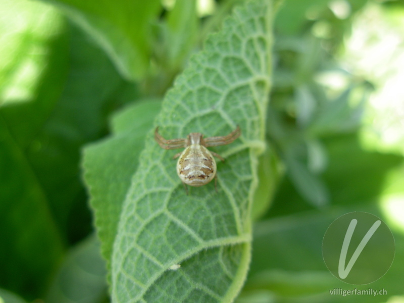Braune Krabbenspinne: 