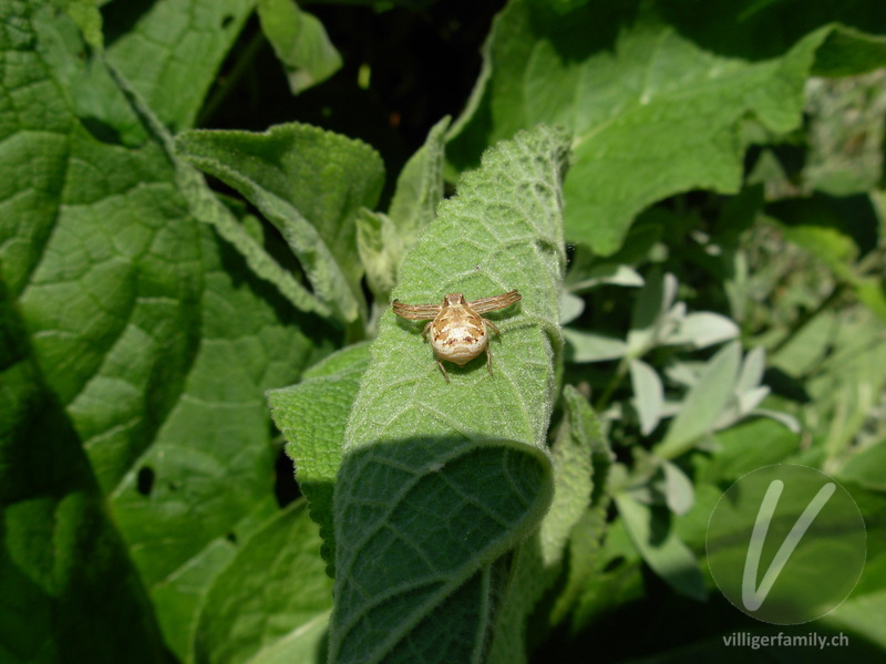Braune Krabbenspinne: 