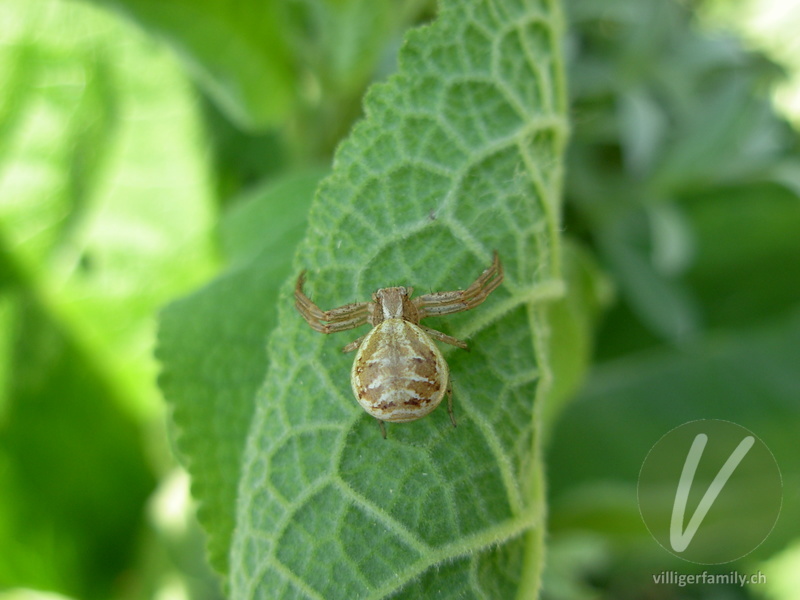 Braune Krabbenspinne: 