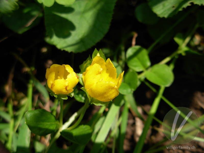 Pfennigkraut: Blüten