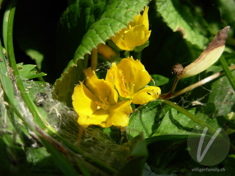 Pfennigkraut: Blüten