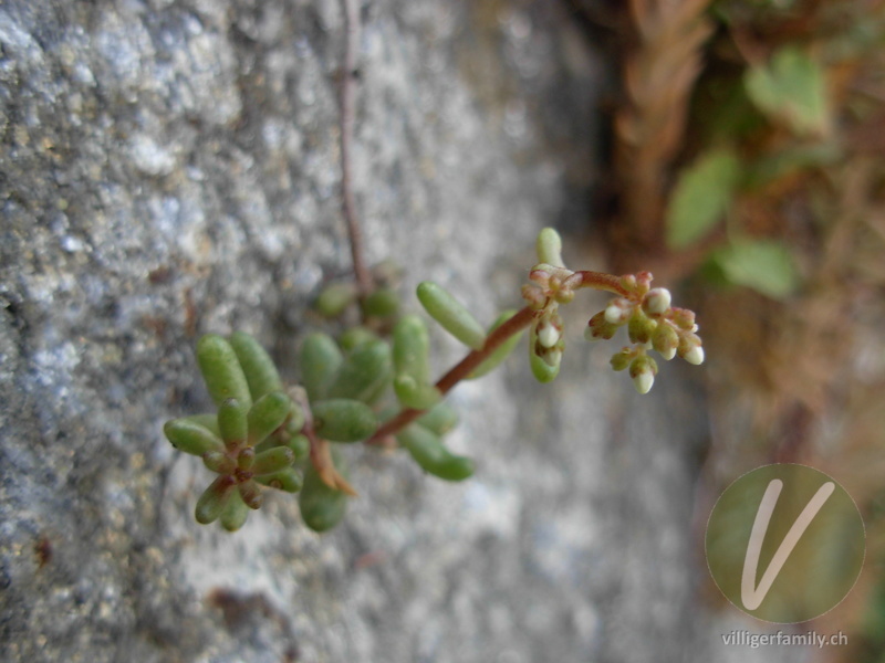 Weisser Mauerpfeffer: Blüten, Gesamtbild