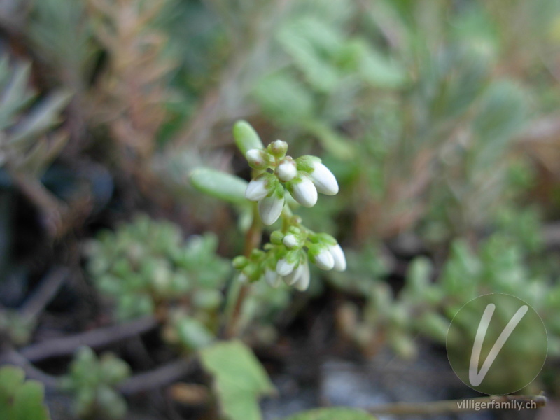 Weisser Mauerpfeffer: Blüten