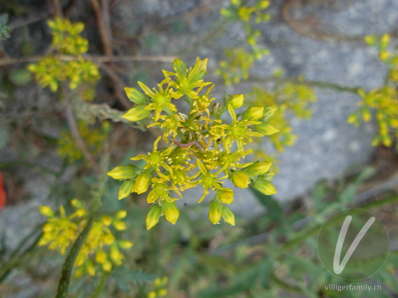 Berg-Felsen-Mauerpfeffer: Blüten