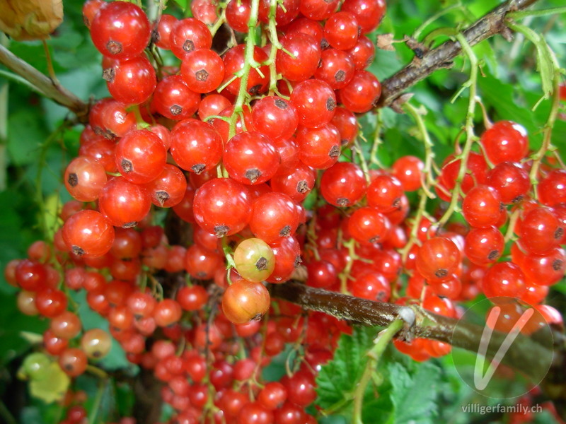 Rote Johannisbeere: Früchte