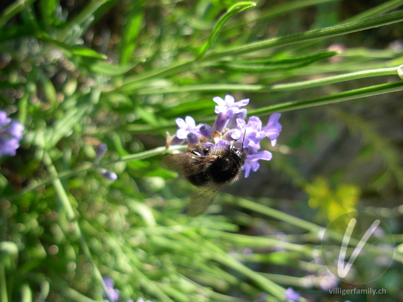 Totholz-Blattschneiderbiene: 