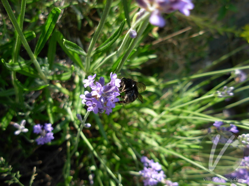 Totholz-Blattschneiderbiene: 