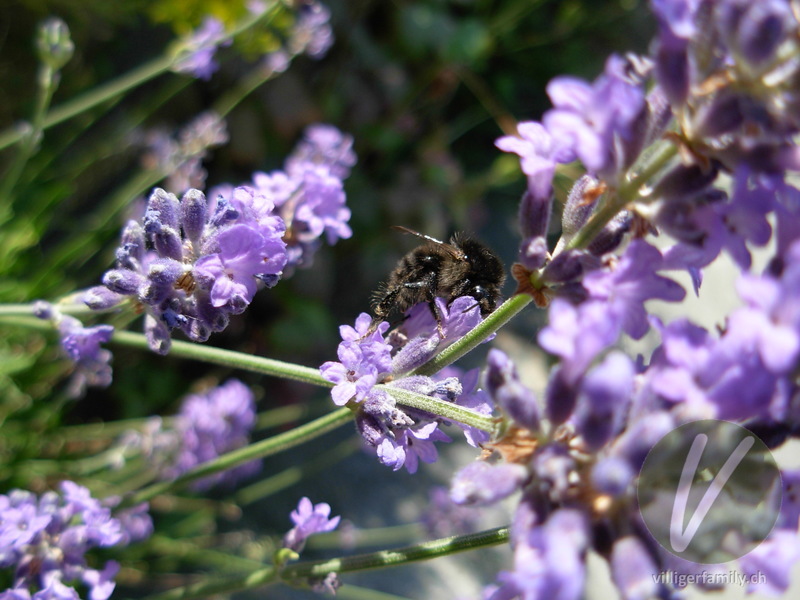 Totholz-Blattschneiderbiene: 