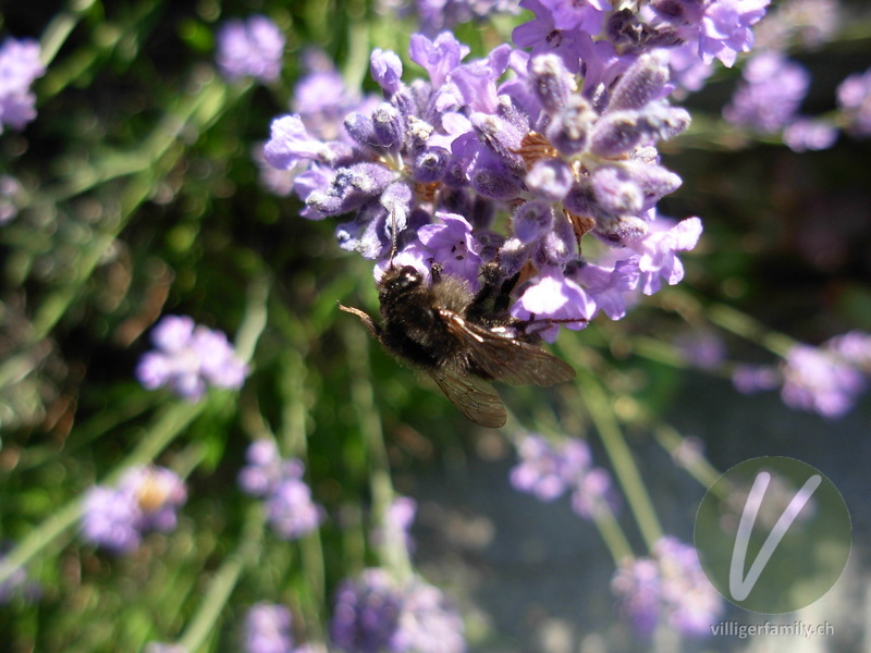 Totholz-Blattschneiderbiene: 