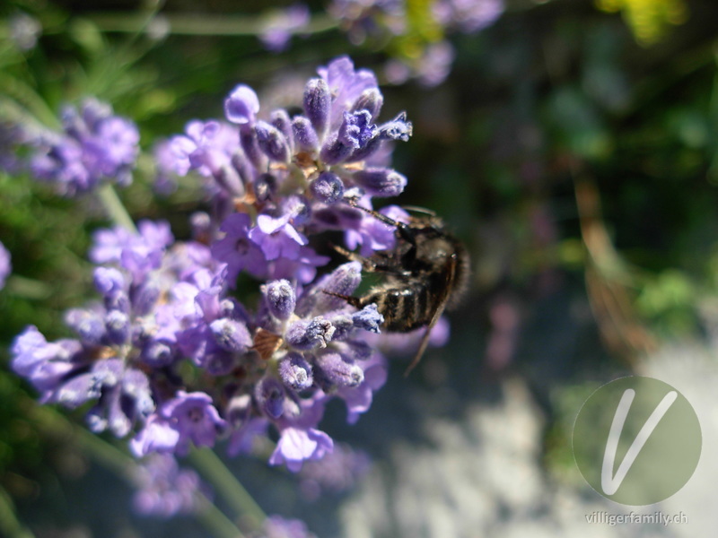 Totholz-Blattschneiderbiene: 