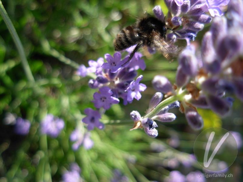 Totholz-Blattschneiderbiene: 