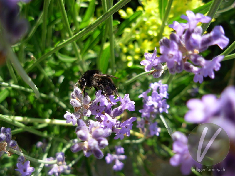 Totholz-Blattschneiderbiene: 