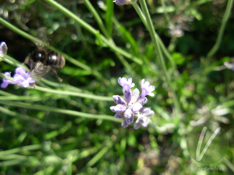 Totholz-Blattschneiderbiene: 