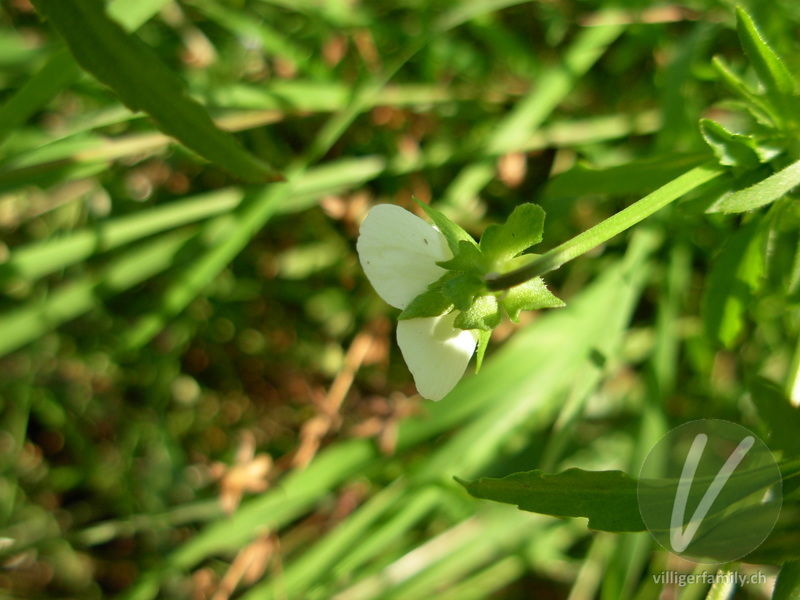Acker-Stiefmütterchen: Blüten
