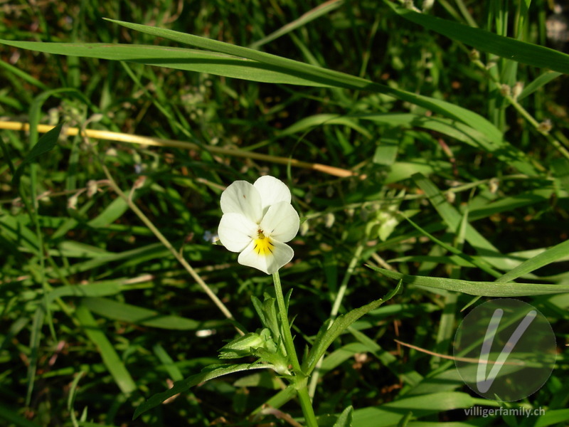 Acker-Stiefmütterchen: Blüten