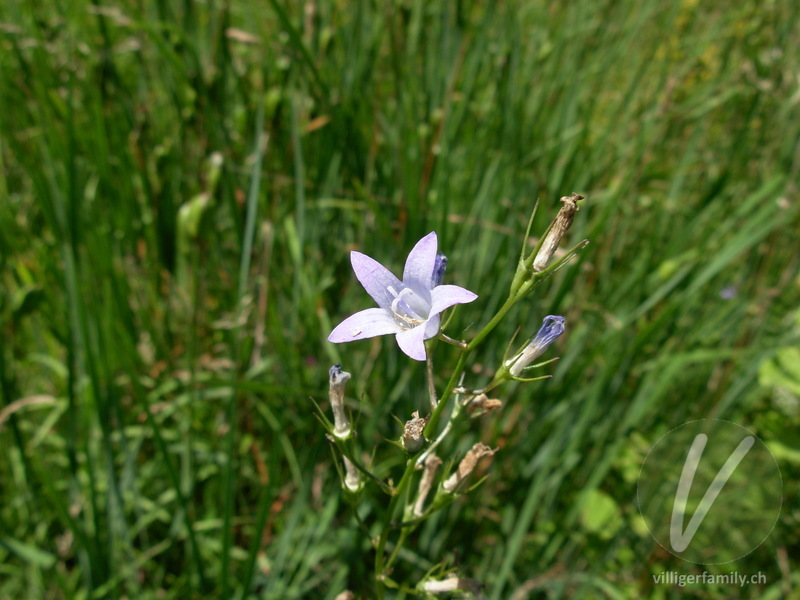Rapunzel-Glockenblume: Blüten