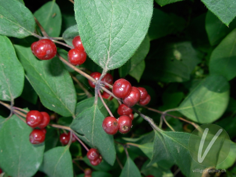 Rote Heckenkirsche: Früchte