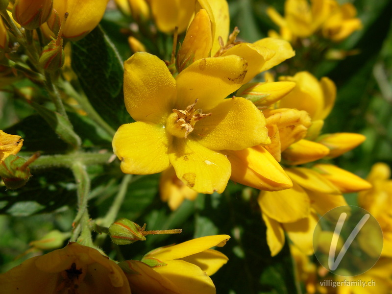 Gemeiner Gilbweiderich: Blüten