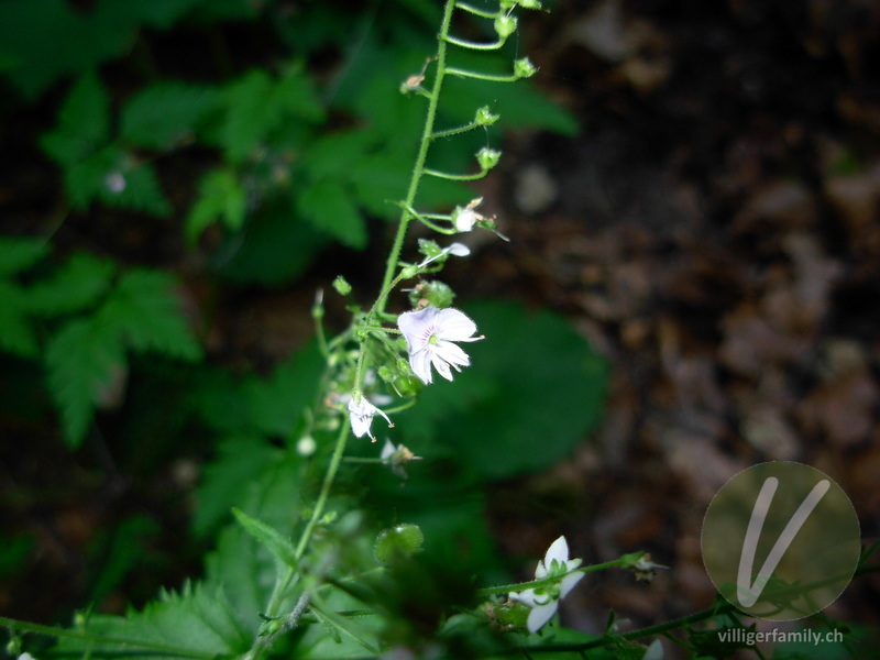Nessel-Ehrenpreis: Blüten