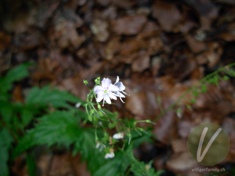 Nessel-Ehrenpreis: Blüten