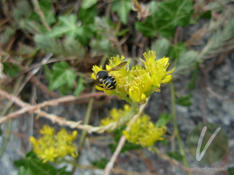 Kleine Harzbiene: 