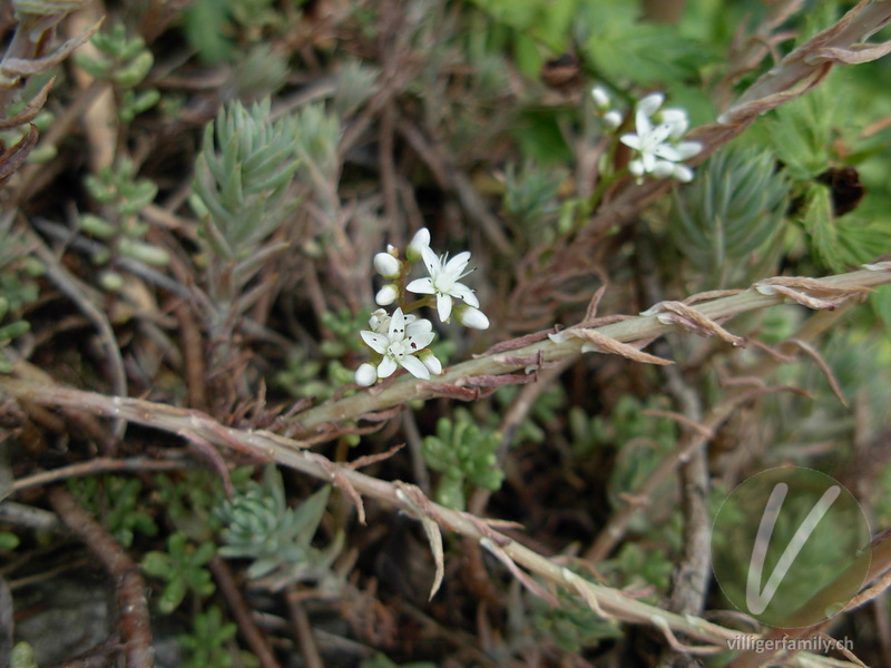 Weisser Mauerpfeffer: Blüten