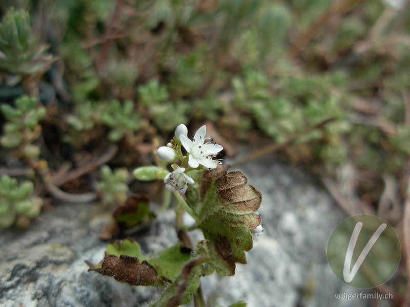 Weisser Mauerpfeffer: Blüten