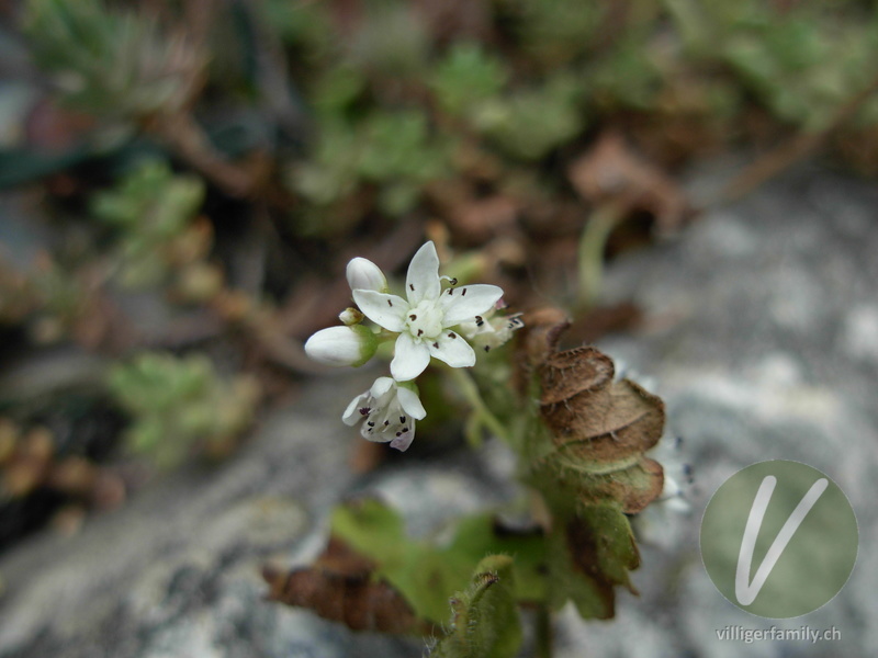 Weisser Mauerpfeffer: Blüten
