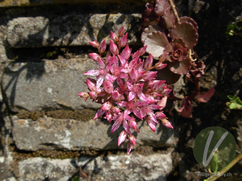 Kaukasus-Fettkraut: Blüten