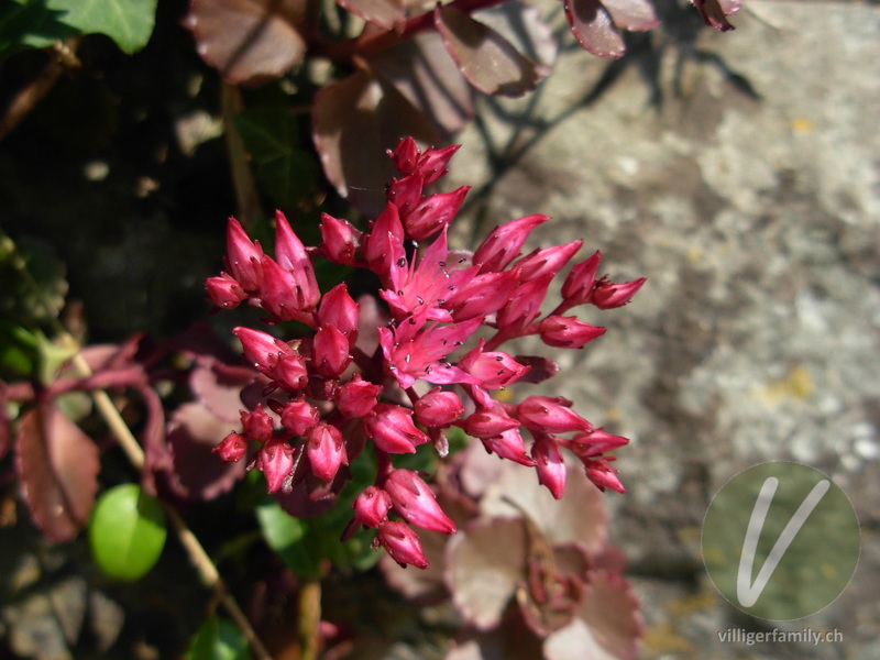 Kaukasus-Fettkraut: Blüten