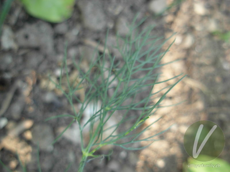 Dill: Blätter
