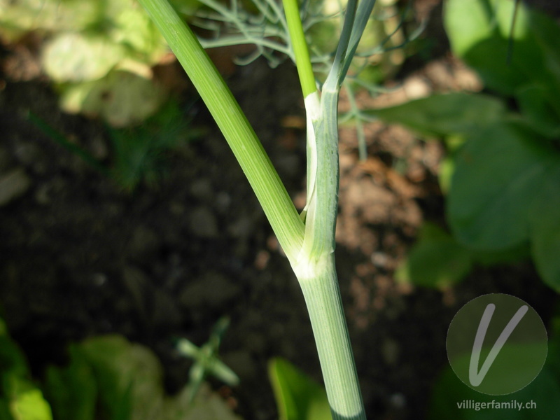 Dill: Stengel