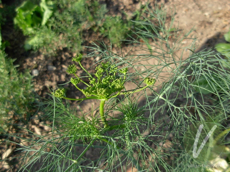 Dill: Blüten, Gesamtbild